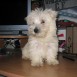 Lupo-Cachorro